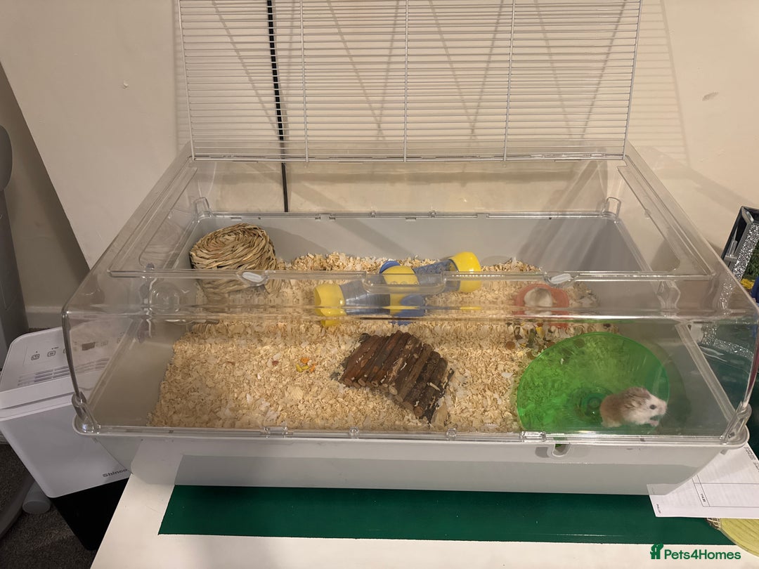 Hamster rodents for sale: Dwarf hamsters  - Image 1