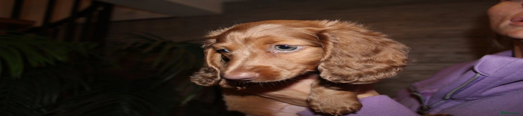 Miniature Dachshund Puppy 3