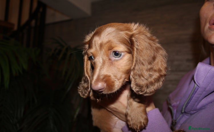 Miniature Dachshund dogs - Advert 6