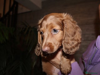 Miniature Dachshund dogs - Advert 21