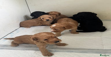 Cockapoo dogs - Advert 9