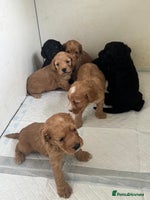 Cockapoo dogs - Advert 4