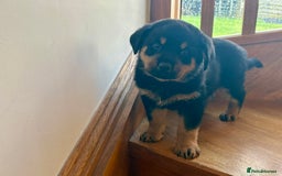 Rottweiler dogs for sale: Stunning chunky big boned Rottweiler puppies - Advert 7