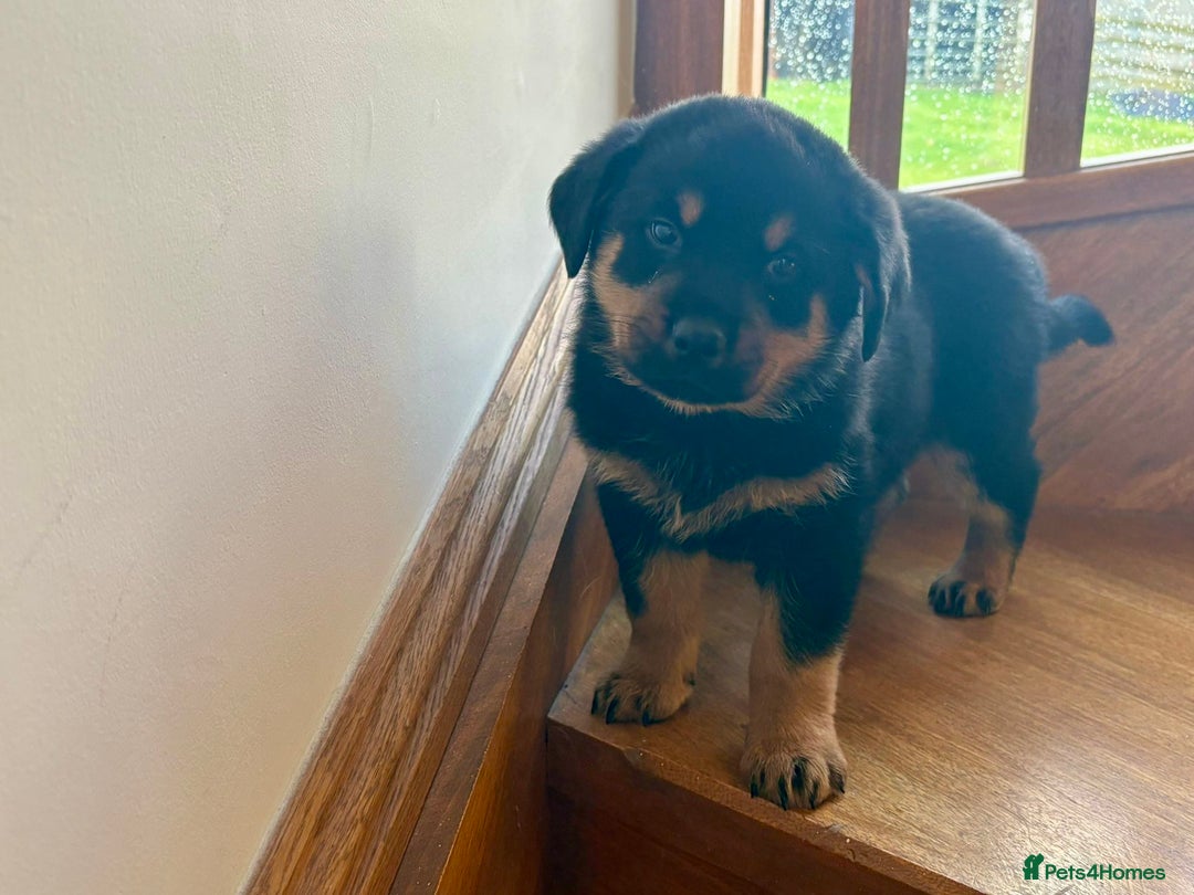 Rottweiler dogs for sale: Stunning chunky big boned Rottweiler puppies - Advert 7