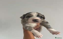Border Collie dogs for sale: Border Collie pup- Merle, Black, Chocolate, Blonde - Image 17