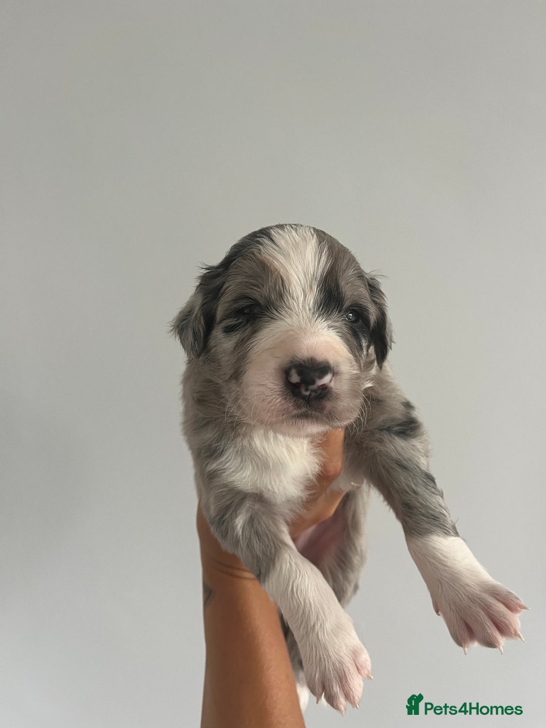 Border Collie dogs for sale: Border Collie pup- Merle, Black, Chocolate, Blonde - Image 17