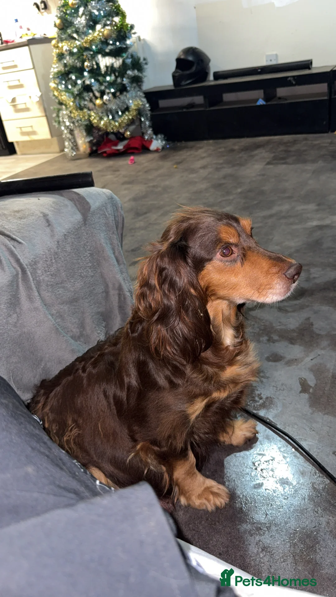 Cocker Spaniel dogs for sale: 1 cocker spaniel girl  left available  - Advert 8