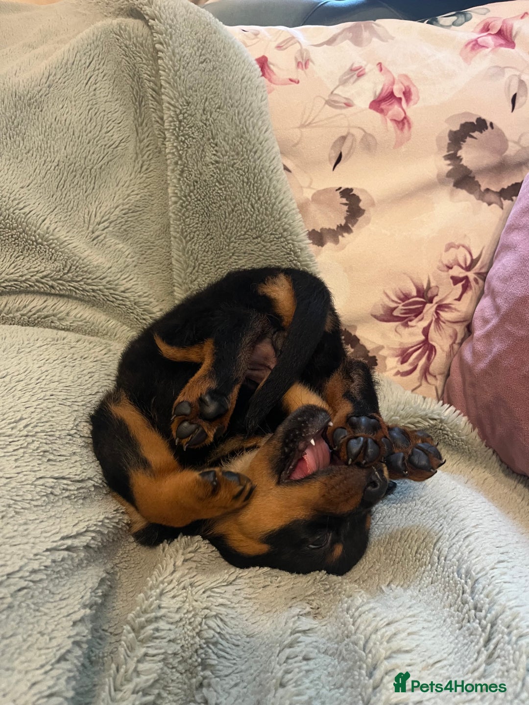 Rottweiler dogs for sale: Rottweiler Puppies  - Image 11