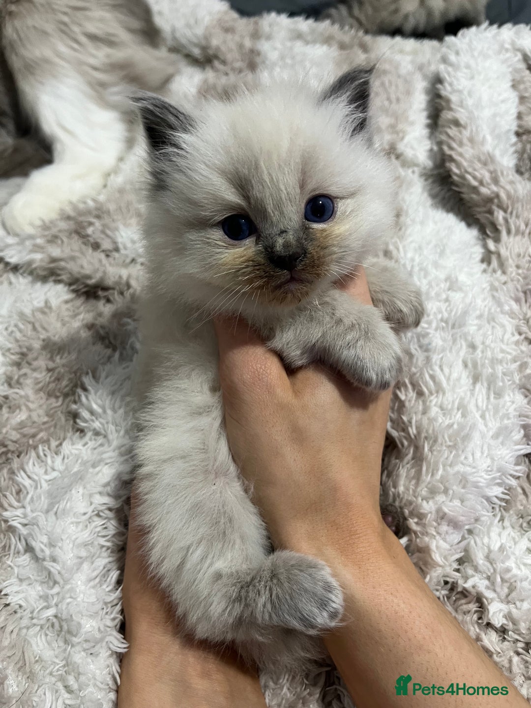 Ragdoll cats for sale: BEAUTIFUL FULL PEDIGREE RAGDOLL KITTENS - Advert 6