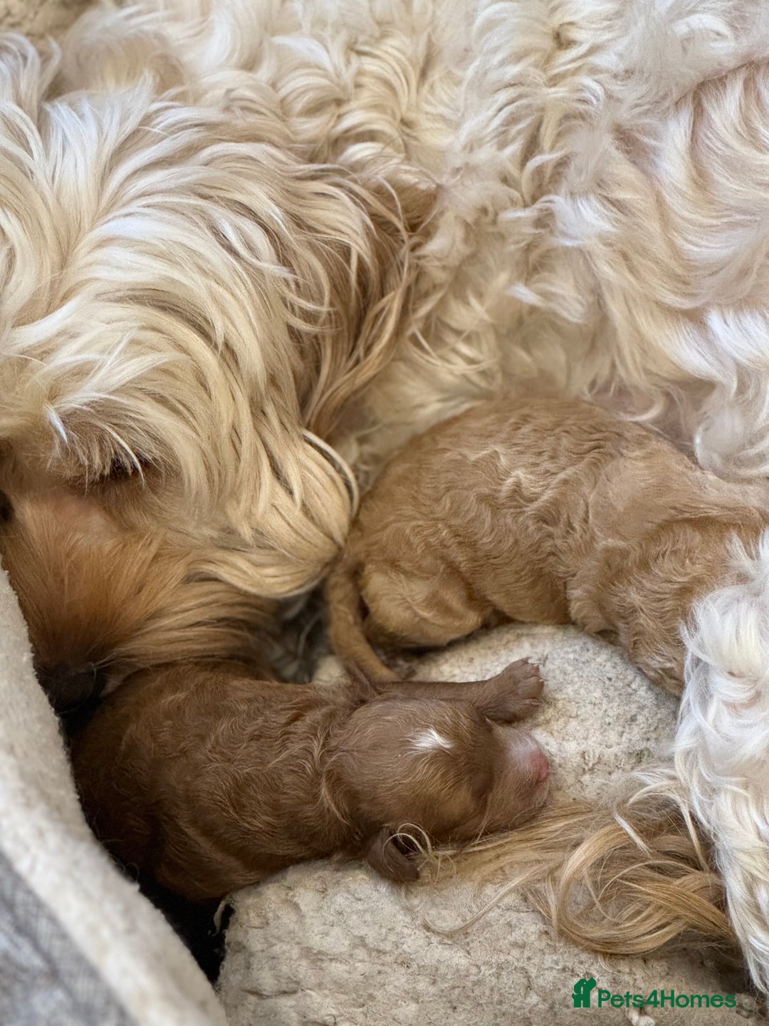 Cavapoochon dogs for sale: Stunning red boy  - Advert 11