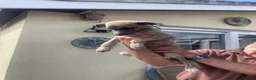 Whippet dogs for sale: Whippet puppies - Advert 8