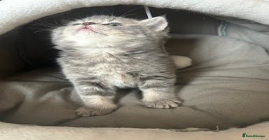 Scottish Fold cats - Advert 10