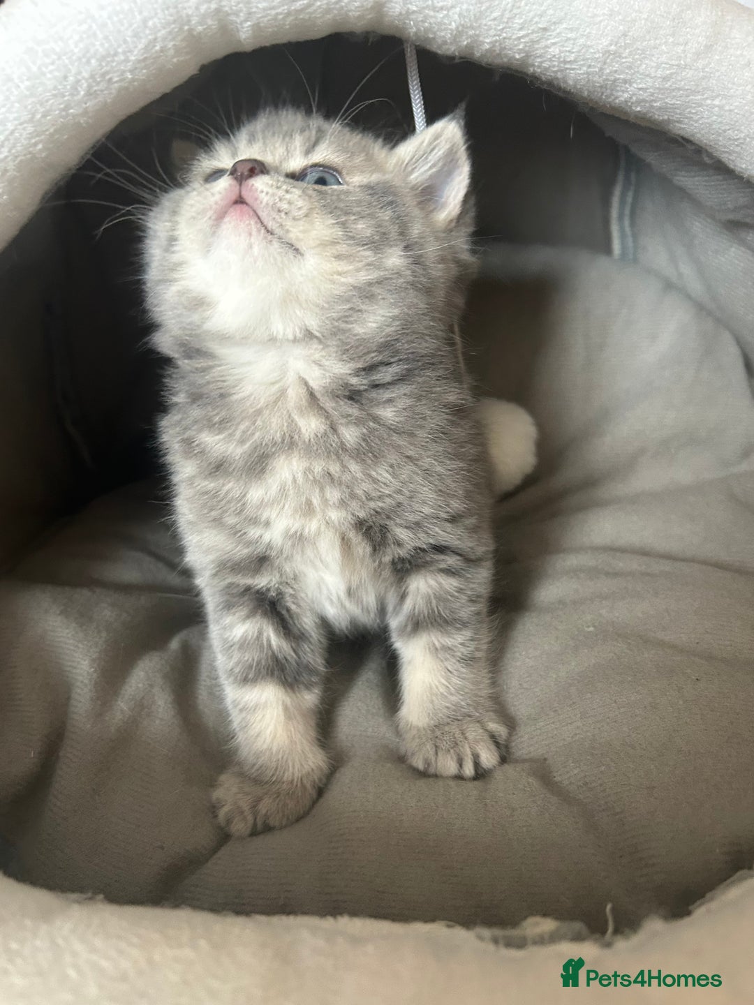 Scottish Fold cats for sale: Pure breed SCOTTISH FOLD - Image 2