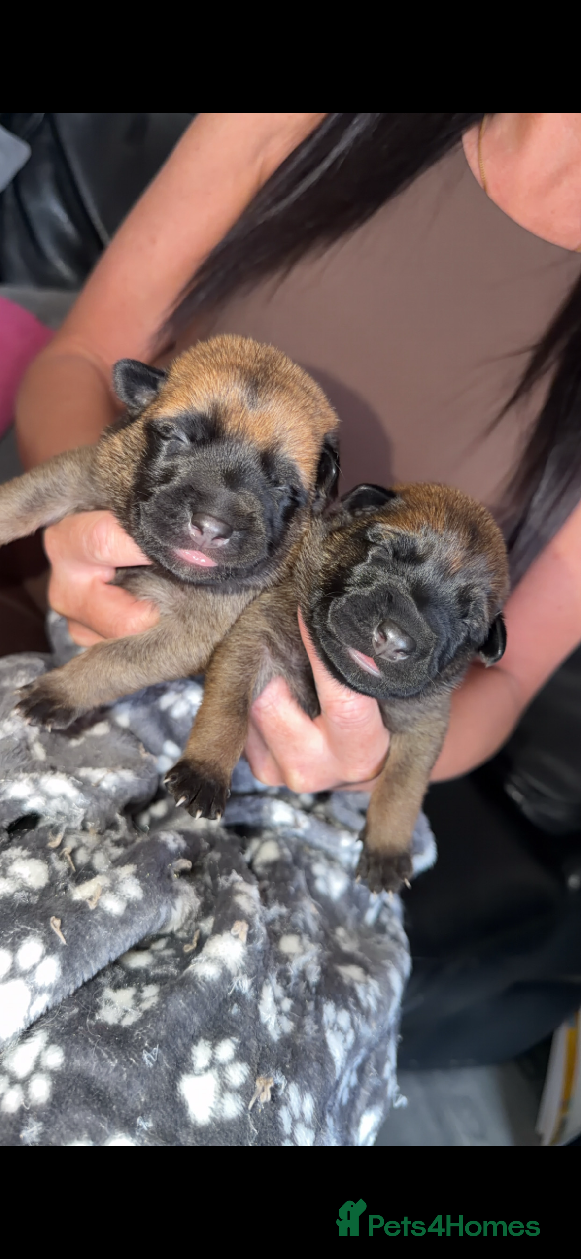 Belgian Shepherd Dog dogs Belgian malinois puppys. - Advert 1