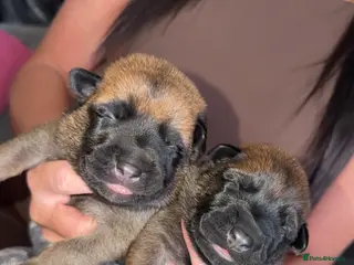 Belgian Shepherd Dog dogs Belgian malinois puppys. - Advert 1