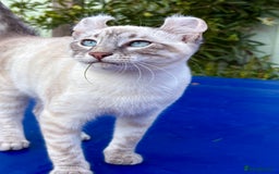 Bengal cats for sale: Stunning rare female  - Image 15