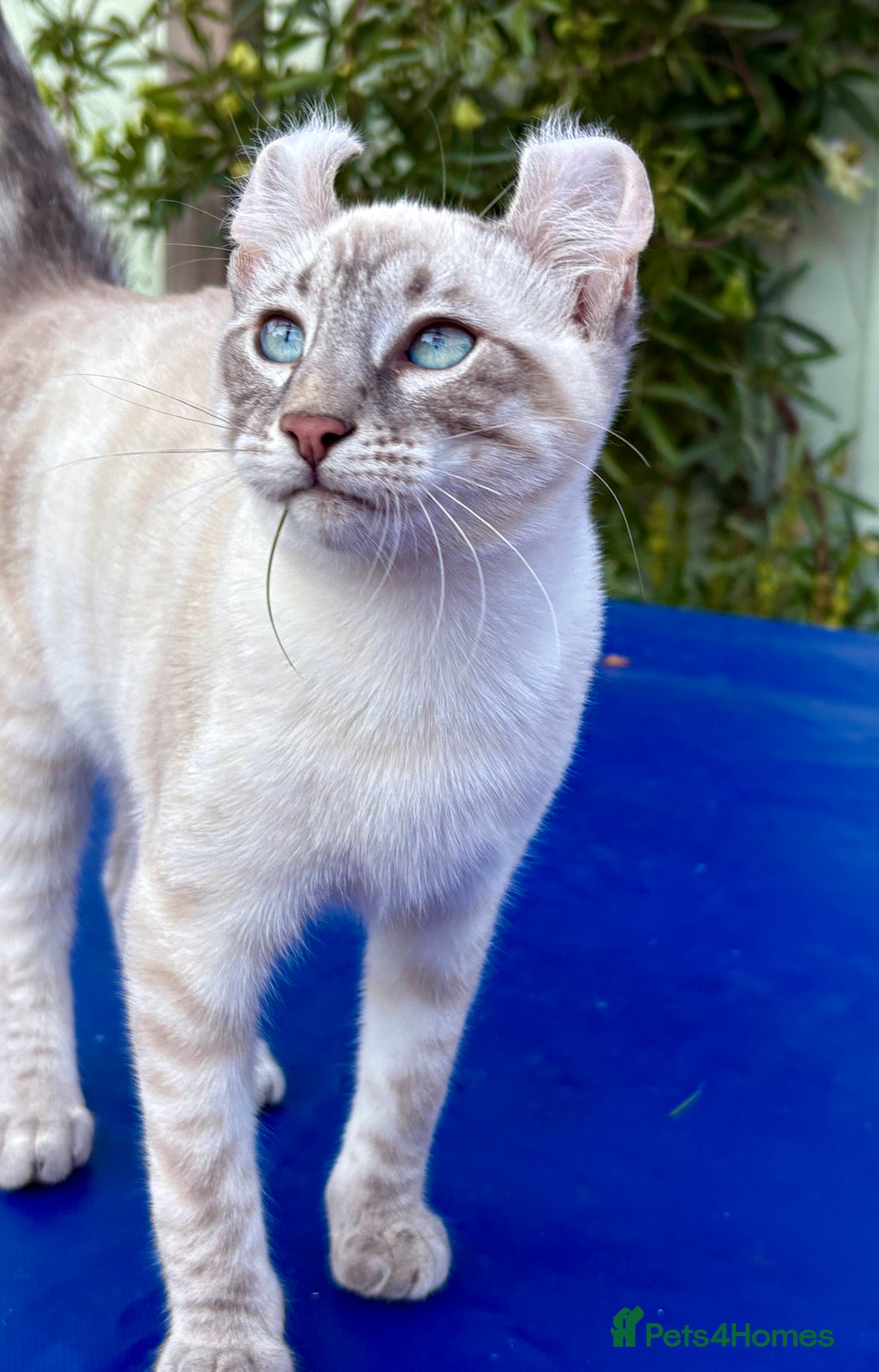 Bengal cats for sale: Stunning rare female  - Image 15