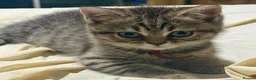 British Shorthair cats for sale: 2 left REDUCED PRICE ready now BSH mix   - Advert 18