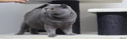 British Shorthair cats for sale: British Shorthair Blue Adult Male - Advert 3