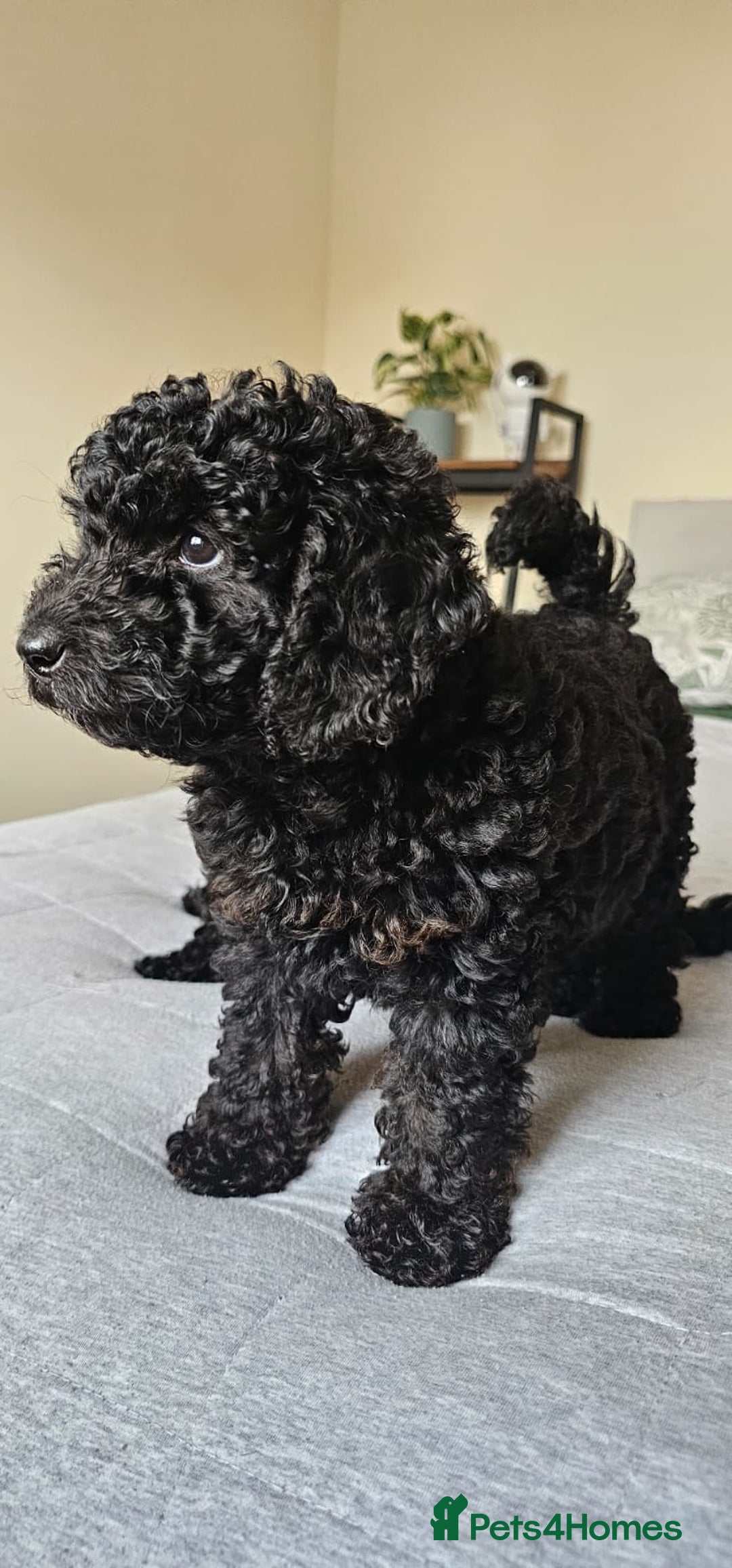 Maltipoo dogs for sale: ✨ Gorgeous 8 week old Maltipoo Puppies ✨ - Image 2