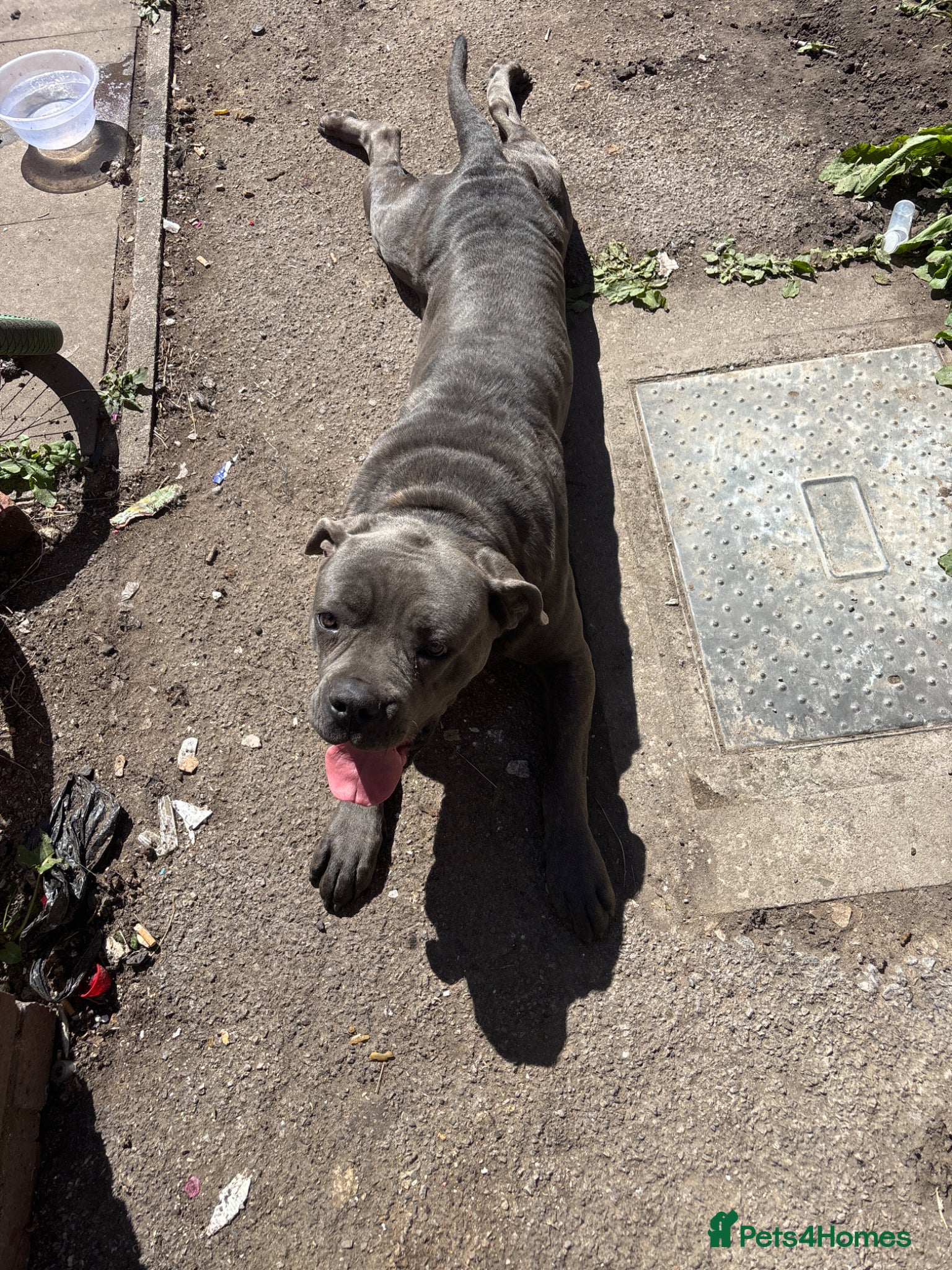 Cane Corso dogs Cane corso female  - Advert 4