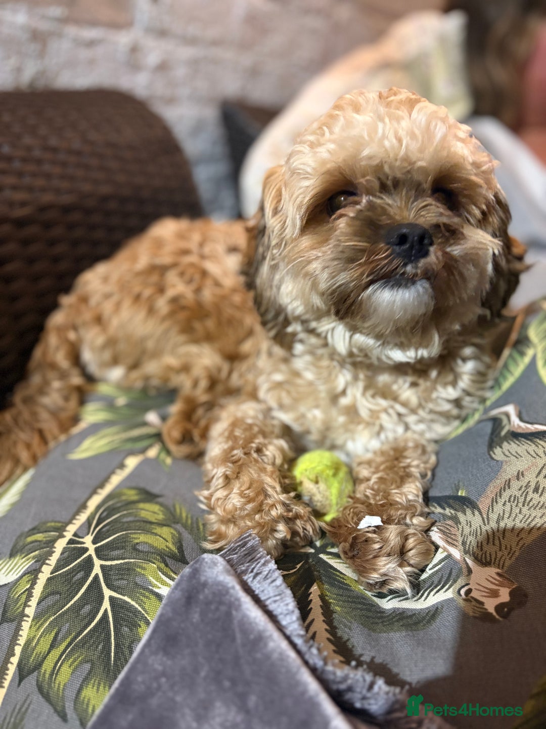 Shihpoo dogs for stud: FOR STUD IMPERIAL SHIHPOO TEDDY DOG  - Image 4