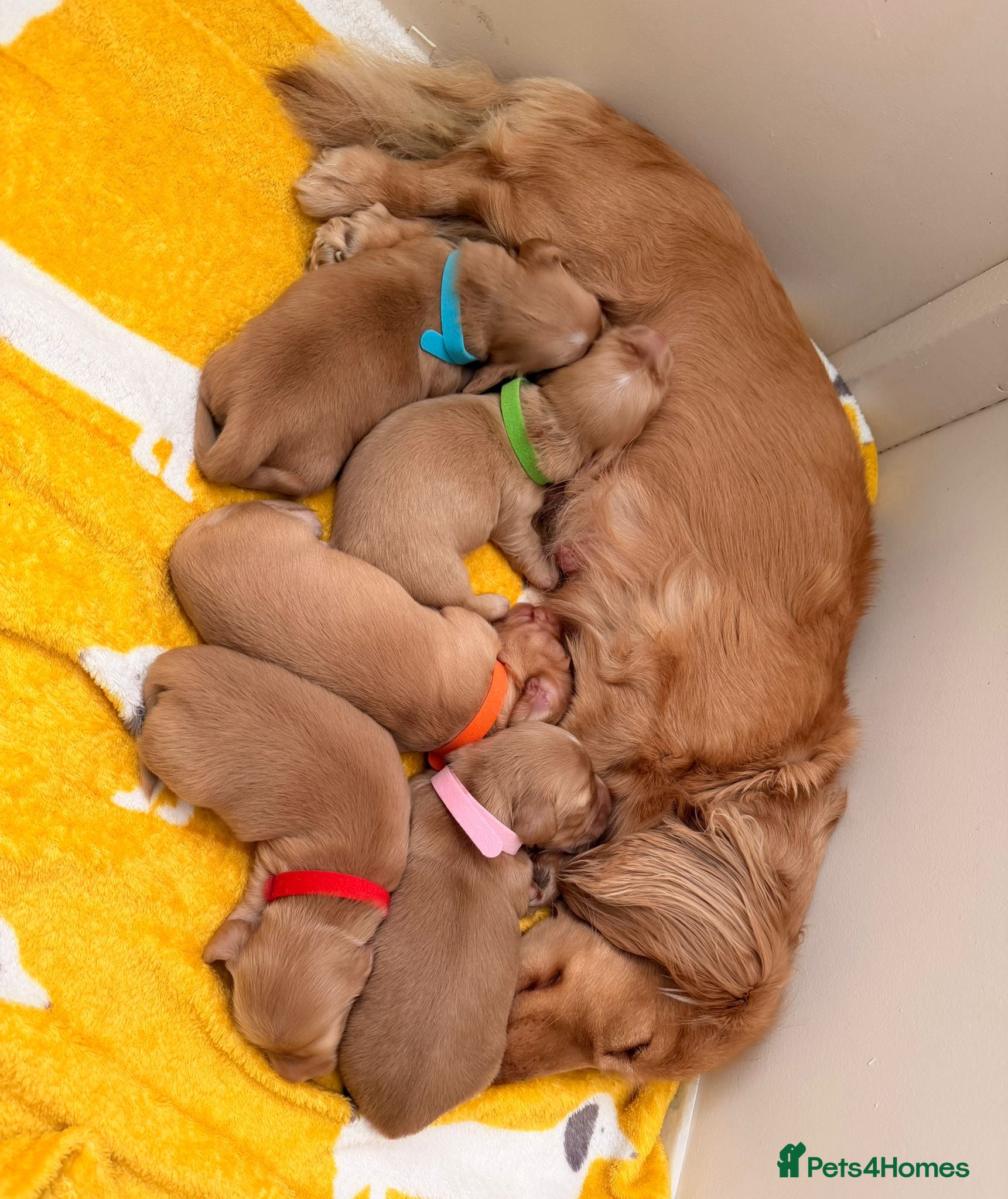 Miniature Dachshund dogs Cream Miniature Long-Haired Dachshunds - Advert 14