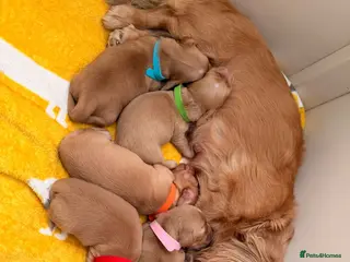 Miniature Dachshund dogs Cream Miniature Long-Haired Dachshunds - Advert 14