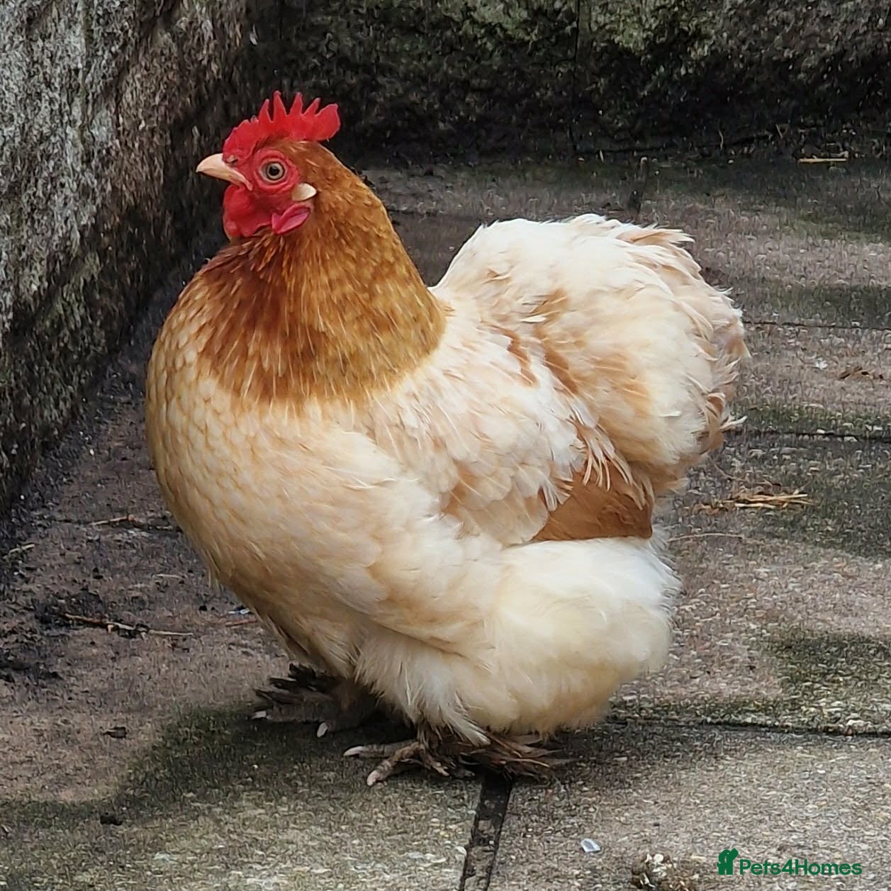 Chickens poultry for sale: Pekin bantam in Poole - Advert 1