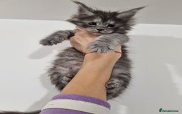 Maine Coon cats for sale: Purebred King Size Maine Coon kittens  - Image 3
