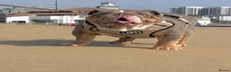 English Bulldog dogs for sale: English bulldog  - Advert 9