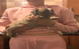 Mixed Breed dogs for sale: French bulldog x British bulldog  - Image 21