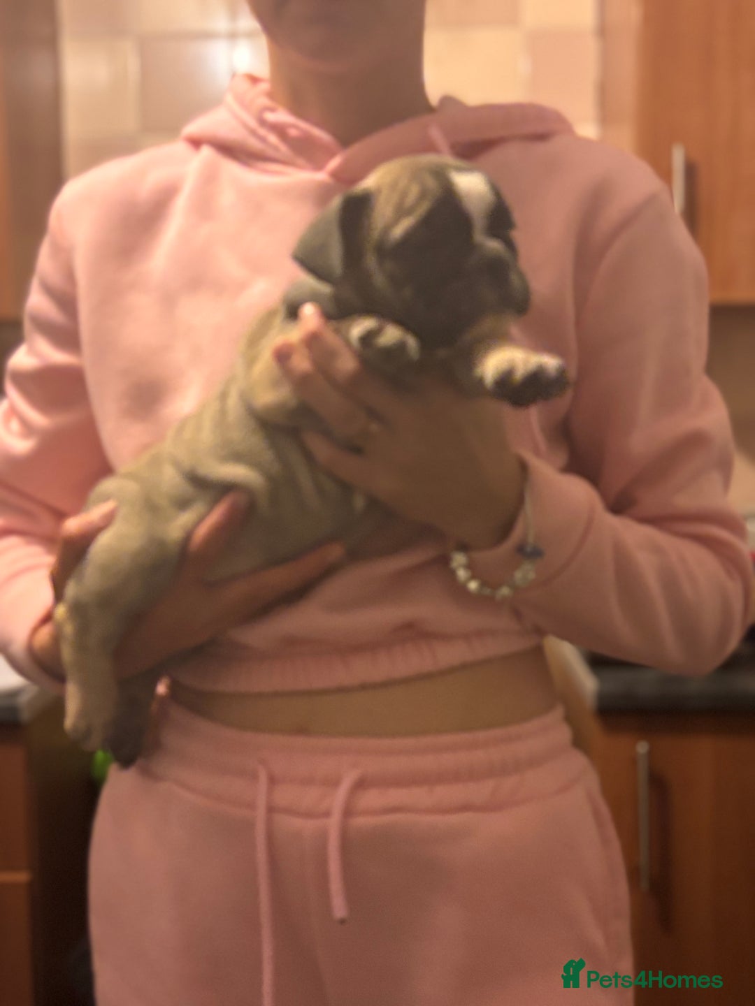 Mixed Breed dogs for sale: French bulldog x British bulldog  - Image 21