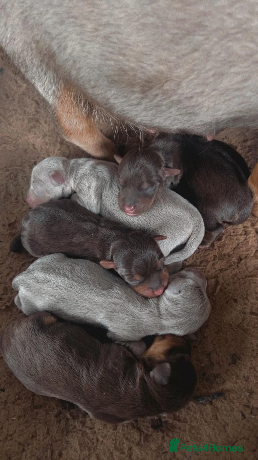 Jack Russell dogs for stud: Miniature Chocolate and Tan Jack Russell For Stud in Ebbw Vale - Advert 22