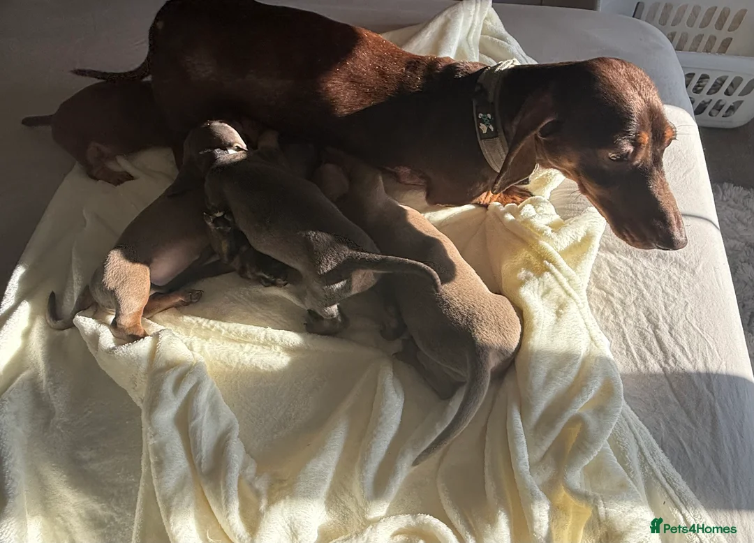 Dachshund dogs for sale: dachshund puppies - Advert 1