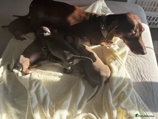 Dachshund dogs dachshund puppies - Advert 4