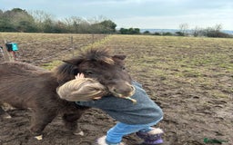 Welsh Section A horses for sale: ⭐️⭐️ BEAU ⭐️⭐️ - Image 5