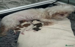 Shihpoo dogs for sale: Beautiful Red and White Parti Shipoo Girls  - Image 12