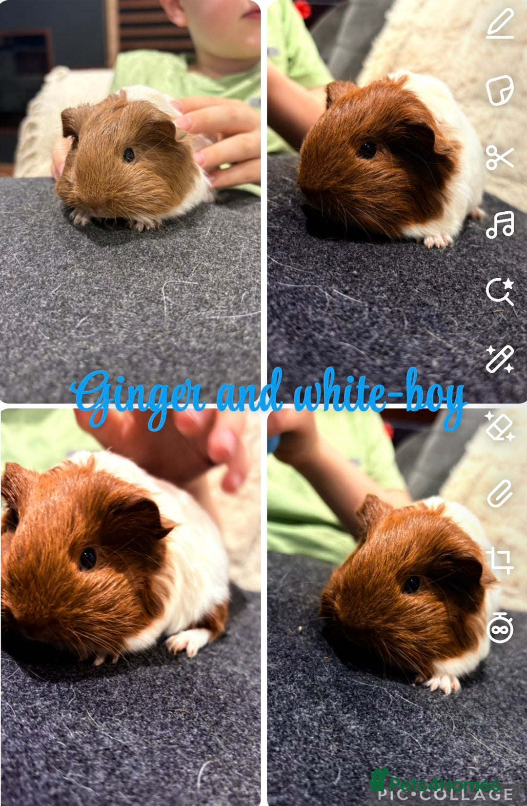 Guinea Pig rodents for sale: Baby Guinea Pigs  - Advert 3
