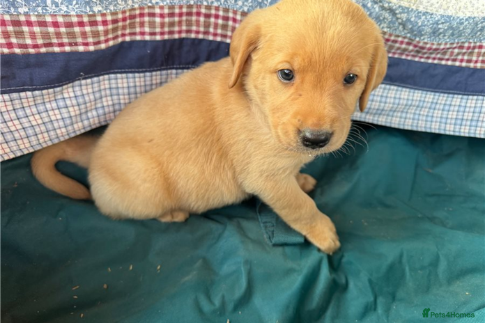 Golden Retriever dogs - Advert 1