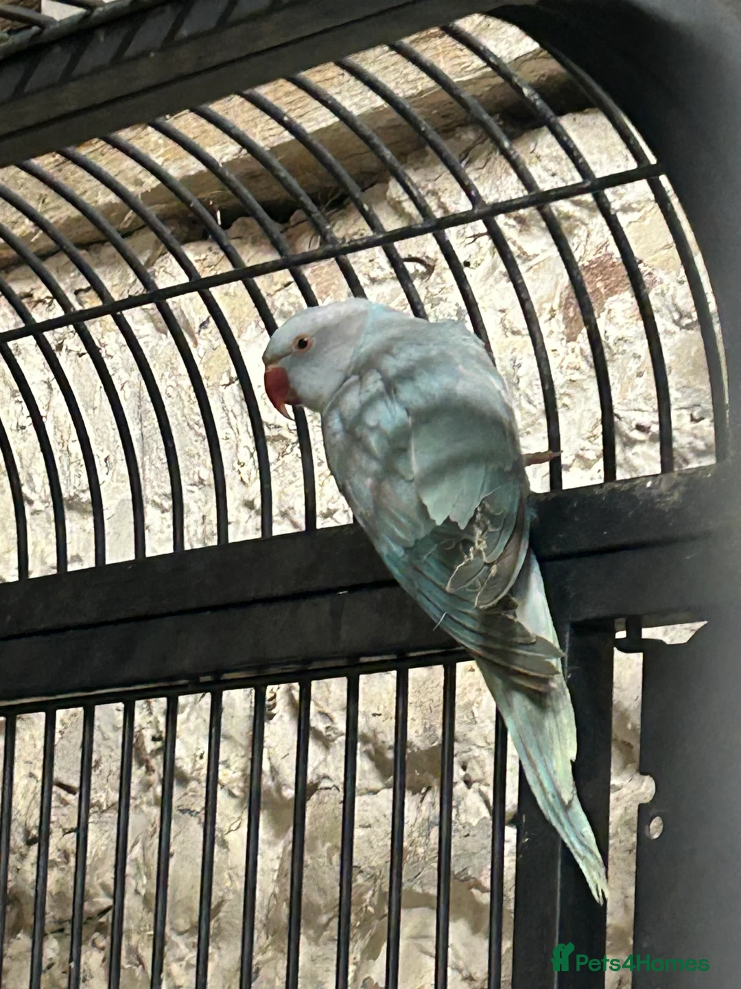 Ringnecks birds for sale: Ringneck parakeet  - Advert 3