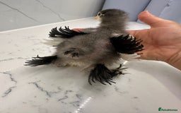 Chickens poultry for sale: Silkie, polish frizzle  looking for rehome  - Advert 8