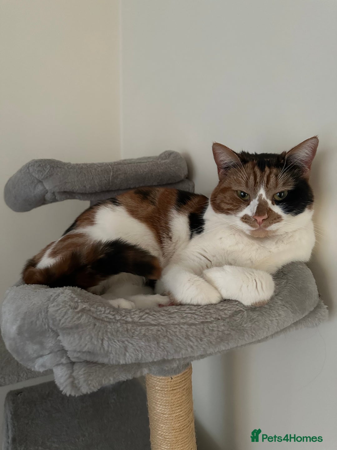 Domestic Shorthair cats for sale: Female cat for rehome  - Advert 4