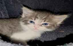 Mixed Breed cats for sale: Beautiful kittens looking for forever homes!! - Image 6