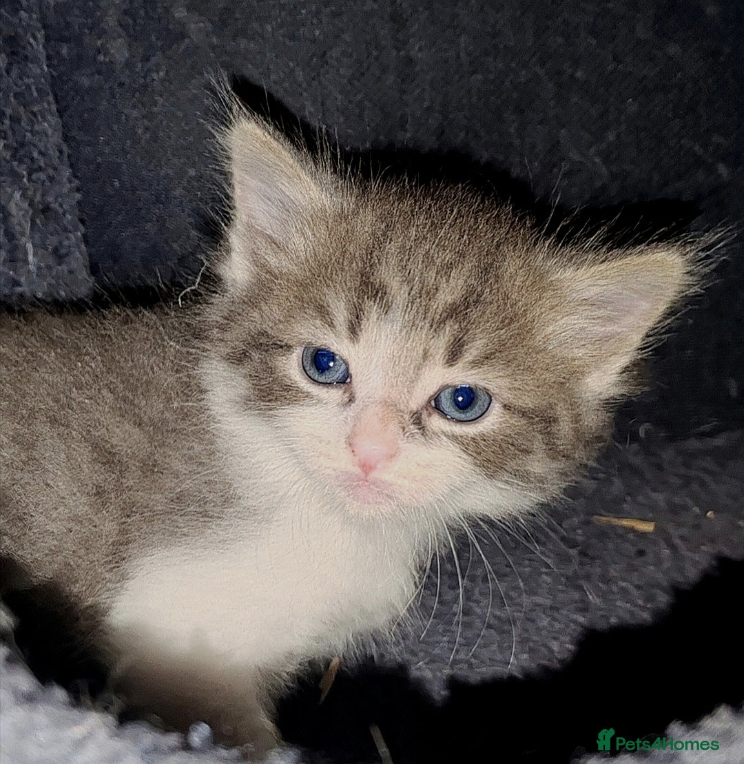 Mixed Breed cats for sale: Beautiful kittens looking for forever homes!! - Image 6