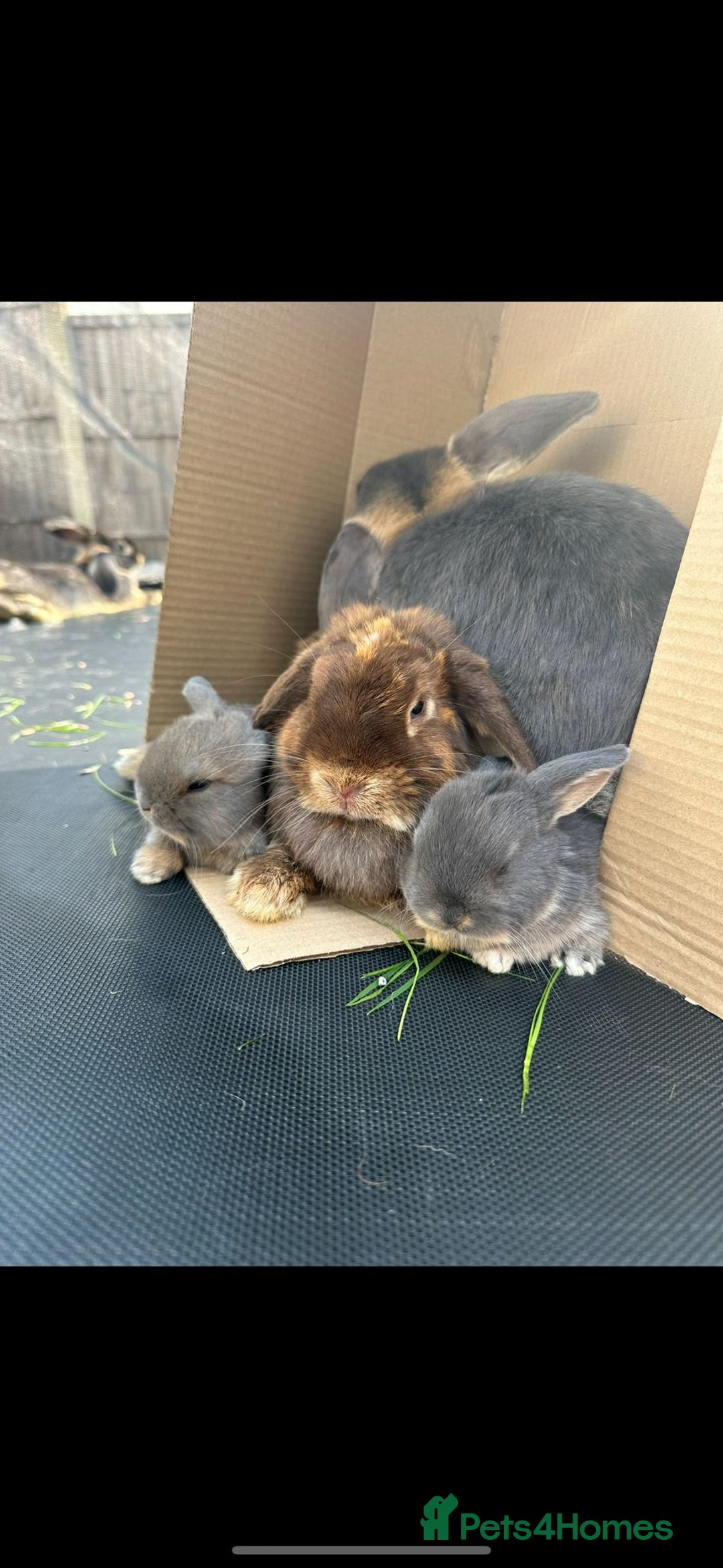 Mini Lop rabbits for sale: Adorable one year old mini lop for sale - Image 2