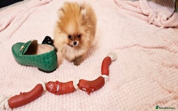 Pomeranian dogs for sale: Super tiny 2 Girls & a boy 💙💓 - Image 10