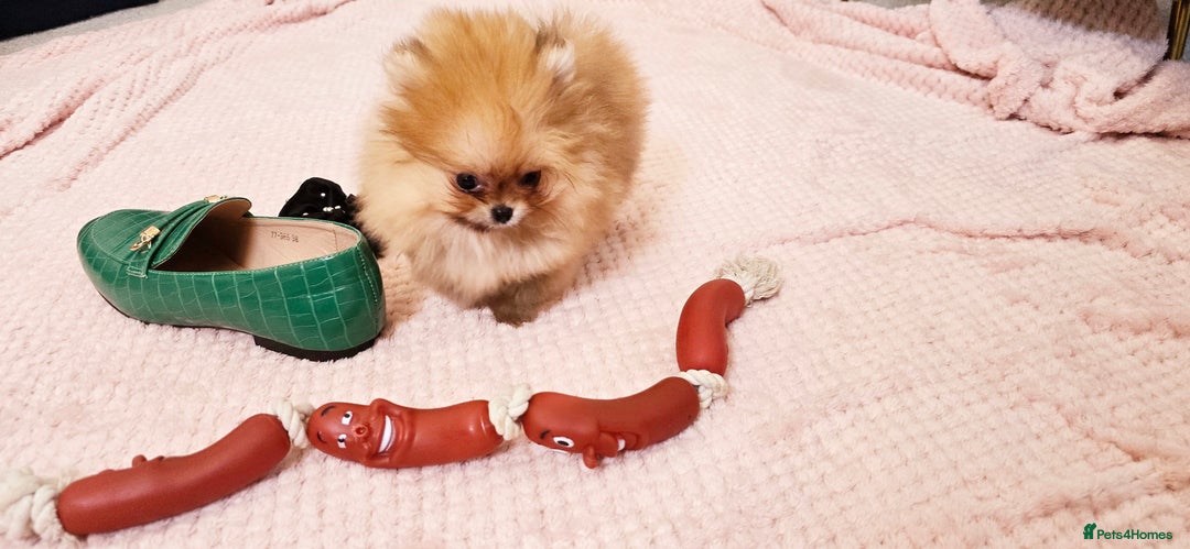 Pomeranian dogs for sale: Super tiny 2 Girls & a boy 💙💓 - Image 10
