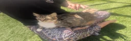Mixed Breed cats for sale: Maine coon X Norwegian forest cat.  - Advert 1