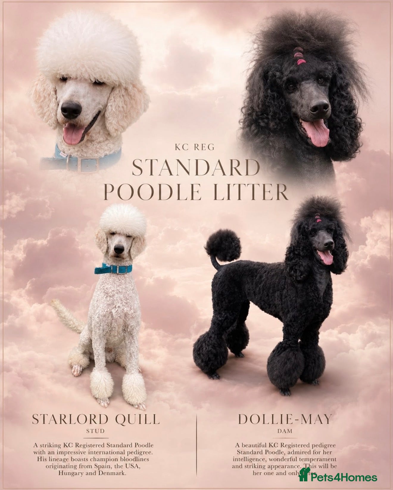 Standard Poodle dogs EXCEPTIONAL KC STANDARD POODLE LITTER  - Advert 1